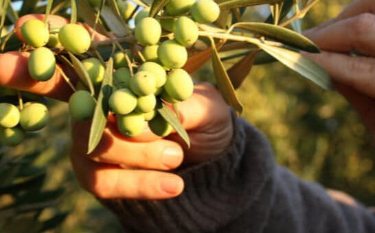 Koroneiki oliivid